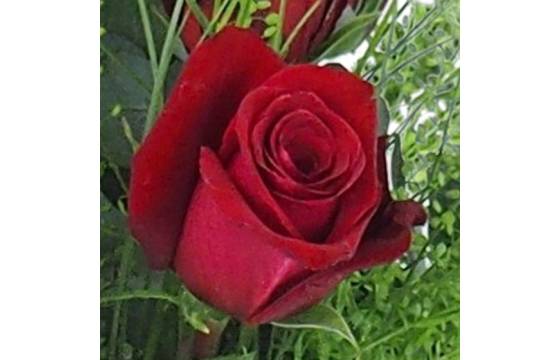 zoom sur une rose du Bouquet champêtre de roses rouges "Athènes" | L'Agitateur Floral