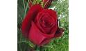 zoom sur une rose du Bouquet champêtre de roses rouges "Athènes" | L'Agitateur Floral