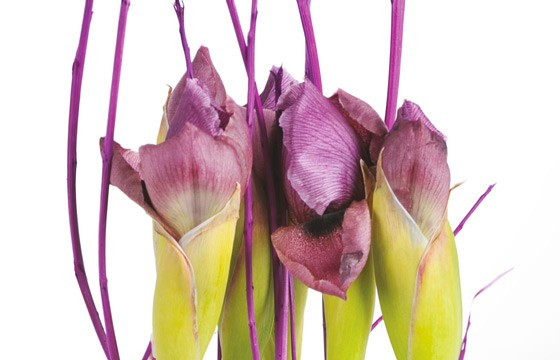 Composition florale : zoom sur des iris