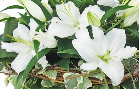 Image zoom Bouquet de lys blanc "Alicante" | L'Agitateur Floral