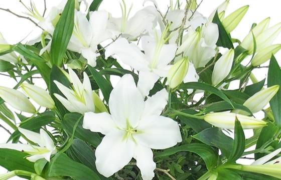Image zoom Grand bouquet de lys blanc "Syracuse" | L'Agitateur Floral