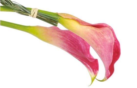 image des callas roses de la composition florale