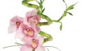 image des orchidées roses de la composition florale