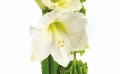 L'Agitateur Floral | Composition florale chic : zoom amarylis blanc