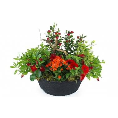 Image de la Coupe de plantes rouges & oranges "Rufus" | L'Agitateur Floral