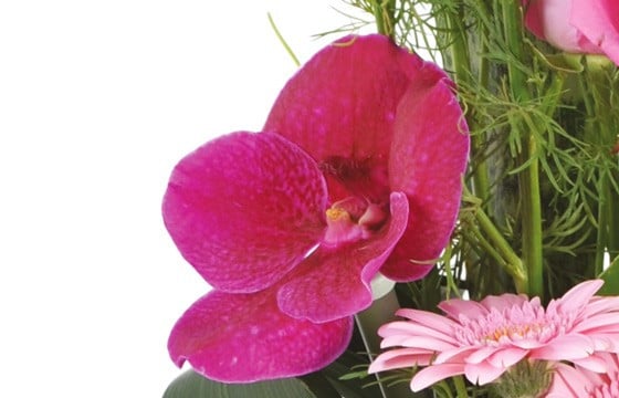 composition lady : zoom sur une orchidée