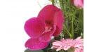composition lady : zoom sur une orchidée