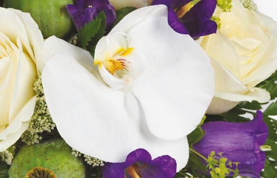 Sourire : image d'une orchidée blanche