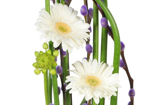 composition de fleurs Diva : zoom sur les germinis blancs