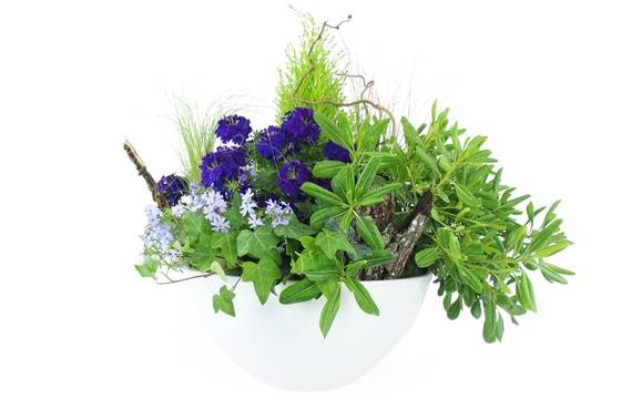 Image de la Composition de plantes mauve & bleue "Naturae" | L'Agitateur Floral