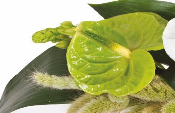 vue sur un anthurium de couleur verte