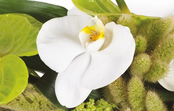 vue sur une magnifique orchidée blanche
