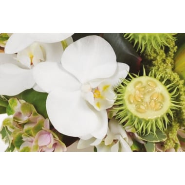 image d'une magnifique orchidée blanche de la composition