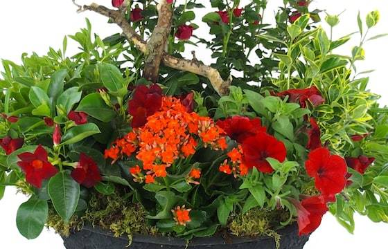 Zoom image de la Coupe de plantes rouges & oranges "Rufus" | L'Agitateur Floral