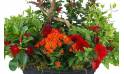 Zoom image de la Coupe de plantes rouges & oranges "Rufus" | L'Agitateur Floral