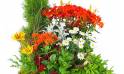 Zoom image de la Grande coupe de plantes vertes & fleuries "Solis" | L'Agitateur Floral