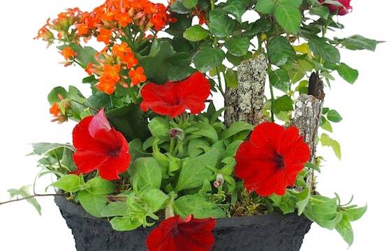 Zoom image de la Coupe de plantes rouges, orange "Calidi" | L'Agitateur Floral