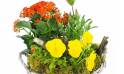 Zoom image Assemblage de plantes "Primula" | L'Agitateur Floral