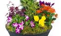 Zoom image de la Coupe de plantes colorées "Gaudium" | L'Agitateur Floral