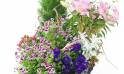 Zoom image de la Grande coupe de plantes roses, mauves et bleues "Rosea Lilium" | L'Agitateur Floral