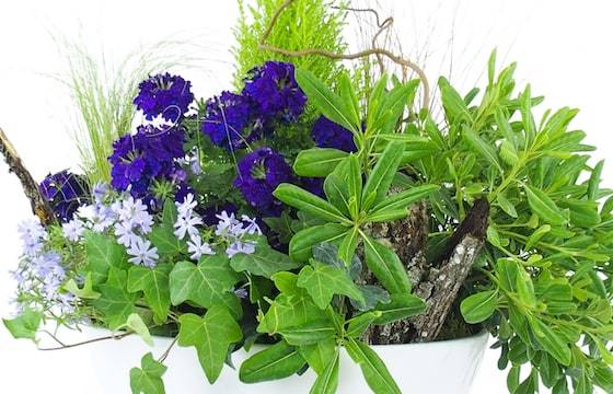 Composition de plantes mauves & bleu 