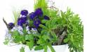 Zoom image de la Composition de plantes mauve & bleue "Naturae" | L'Agitateur Floral