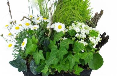 Zoom image de la Composition de plantes blanches "Chamomilla" | L'Agitateur Floral