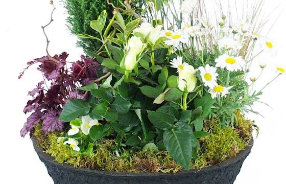 Zoom image de la Coupe de deuil de plantes blanches "Nubes" | L'Agitateur Floral