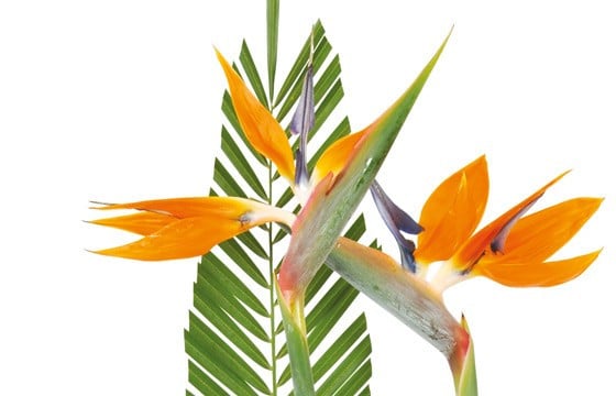 vue sur deux strelitzia de la composition de fleurs tropique
