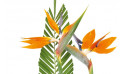 vue sur deux strelitzia de la composition de fleurs tropique