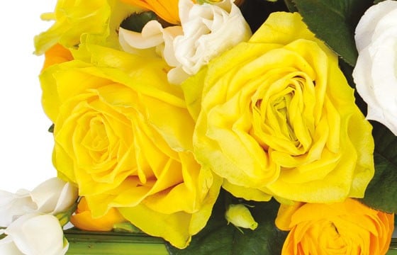 zoom sur une rose de couleur jaune
