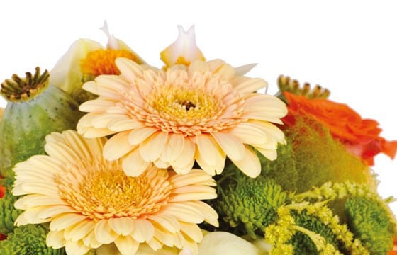 zoom sur des germinis de la composition de fleurs Mignon