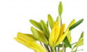 Image des Lys jaune de la composition de fleurs