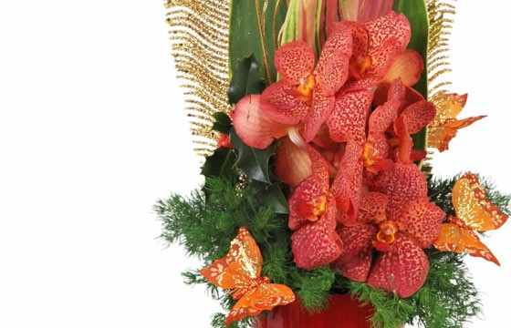vue sur les orchidées cymbidiums rouge-orangé de Mascota