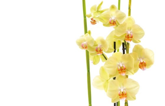 zoom sur les orchidées jaune