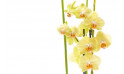 zoom sur les orchidées jaune