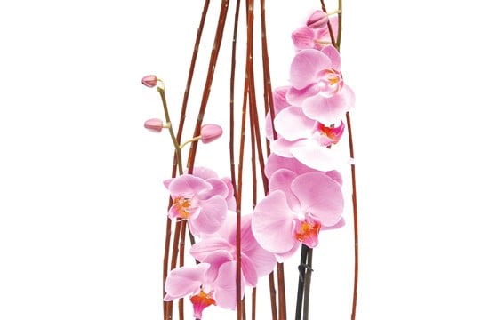 zoom sur les fleurons d'orchidées
