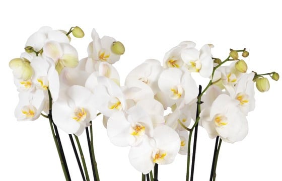 vue sur les fleurons d'orchidées blanches