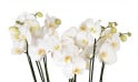 vue sur les fleurons d'orchidées blanches