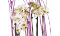 vue sur les orchidée blanches à coeurs rose