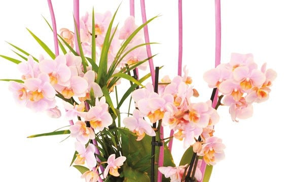 zoom sur les minis Orchidées roses Sweety