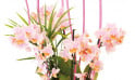 zoom sur les minis Orchidées roses Sweety