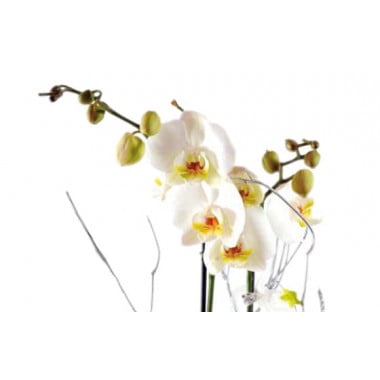 L'Agitateur Floral | zoom sur l'orchidée blanche double branche