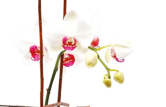 zoom sur une tige d'orchidée phalaenopsis blanche