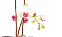 zoom sur une tige d'orchidée phalaenopsis blanche