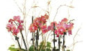 zoom sur les minis orchidées de couleur mauves
