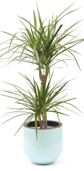 Plante verte d'intérieur Dracaena  Livraison par un fleuriste 7j/7 en 4h -  L'agitateur floral