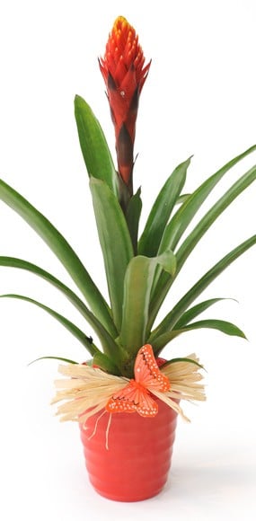 Plante exotique Akira le Billbergia | Livraison à domicile 7/7 en 4h -  L'agitateur floral