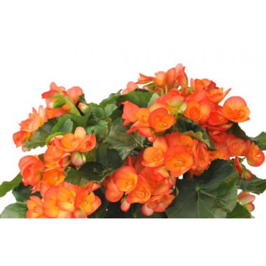 L'Agitateur Floral | zoom sur les fleurs orange du bégonia