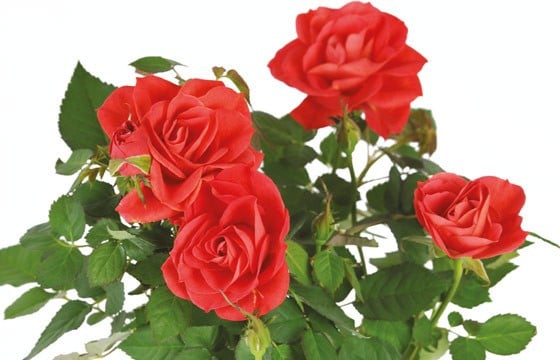 zoom sur les roses rouges du rosier